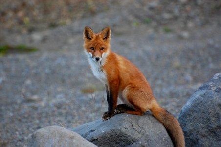 Red Fox kit photo