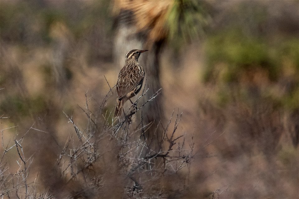 Western Meadowlark (Sturnella neglecta)