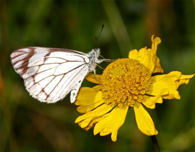 WHITE, PINE (Neophasia menapia) (07-31-2022) 5400 ft, scott mt pass, trinity co, ca -00a