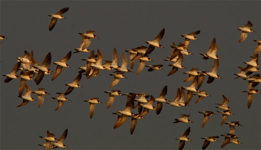 Wilson's Phalaropes in Flight at Fish Springs National Wildlife Refuge