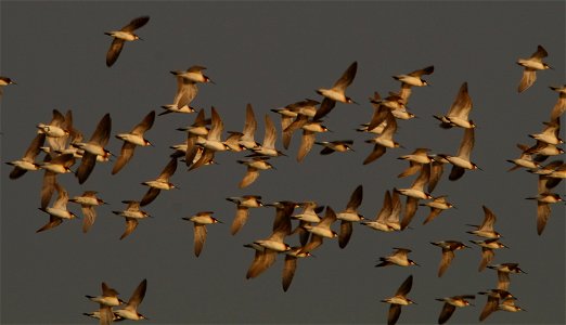 Wilson's Phalaropes in Flight at Fish Springs National Wildlife Refuge photo