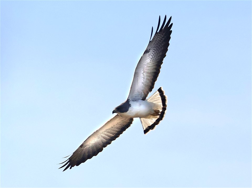 228 - WHITE-TAILED HAWK (02-14-2023) americana rv park, palmview, tx -01