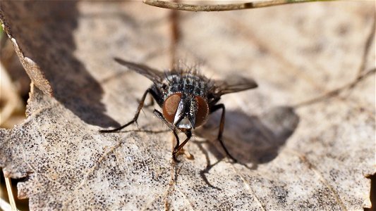 Tachinidae (Raupenfliege) - Frontportrait