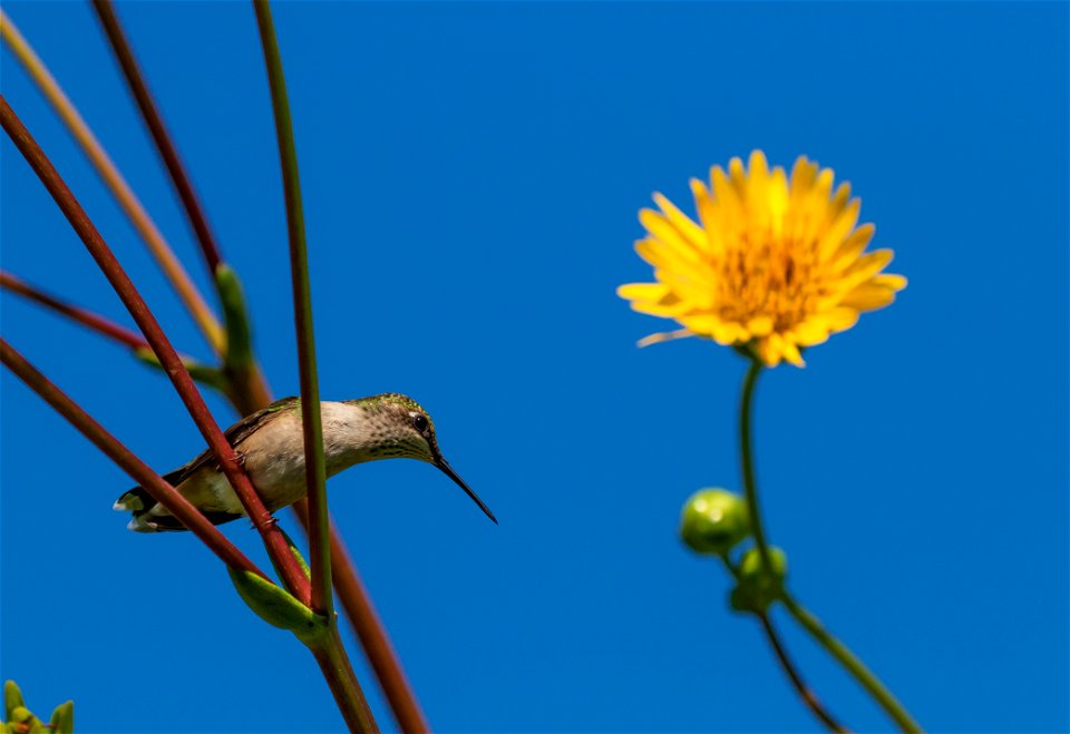 Ruby-throated hummingbird