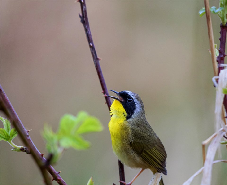 Common yellowthroat photo