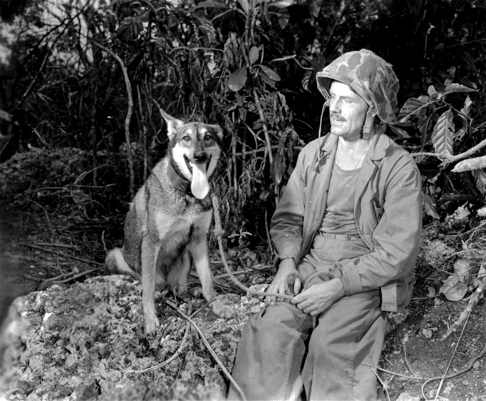 Thought to be the first Japanese war dog captured in the Pacific theater of war, this thoroughbred German Shepard was taken by Marines behind the frontlines during the battle for Saipan Island.