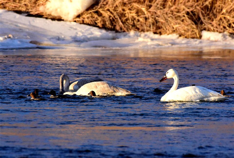 Trumpeter swans at Seedskadee National Wildlife Refuge