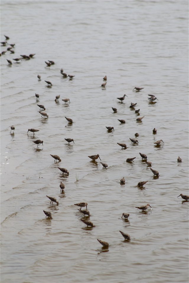 Stilt Sandpipers Lake Andes Wetland Management District South Dakota photo