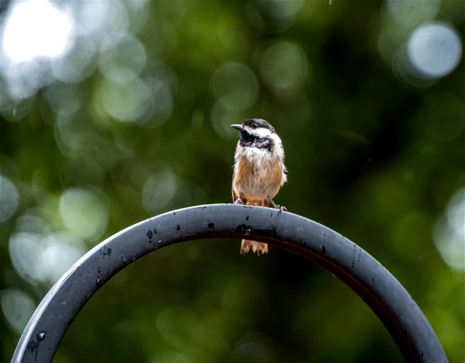 Day 172 - Chickadee in the Rain