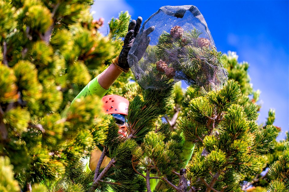 Caging Whitebark Pine Cones photo