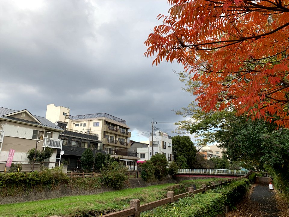 Kurome River in Daimoncho, Higashikurume-shi in November