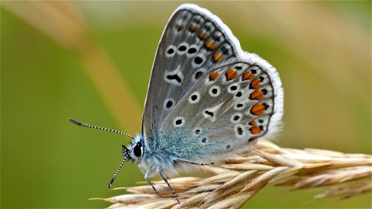 Polyommatus icarus (Hauhechel-Bläuling) Männchen, Flügelunterseite