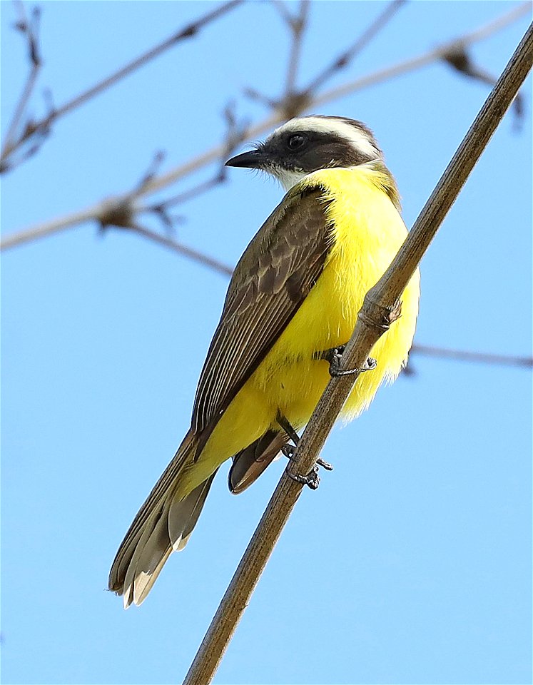 597 - SOCIAL FLYCATCHER (12-24-2021) u of texas brownsville campus, brownsville, cameron co, tx -22