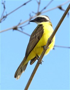 597 - SOCIAL FLYCATCHER (12-24-2021) u of texas brownsville campus, brownsville, cameron co, tx -22
