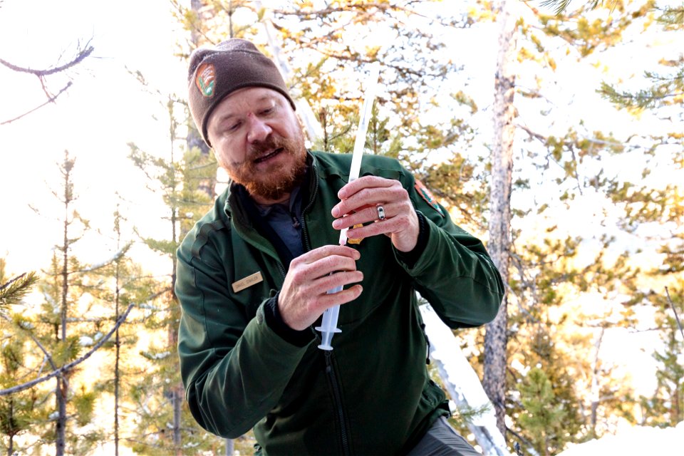 Cougar capture and collar: Wildlife biologist, Dan Stahler, pressurizing the dart photo