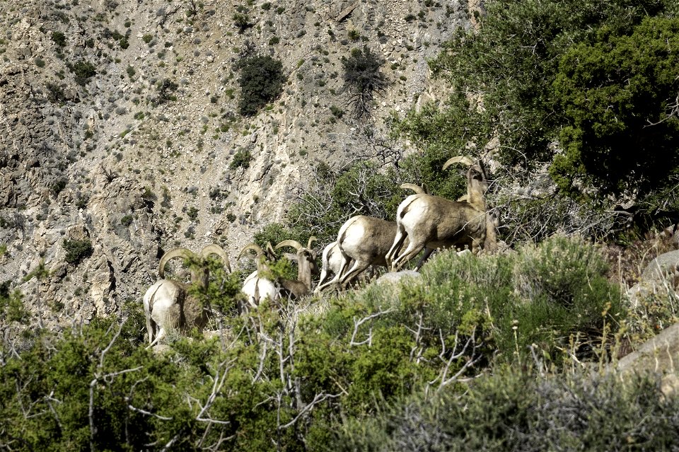 Desert Bighorn sheep (Ovis candensis nelsoni) near Keys View