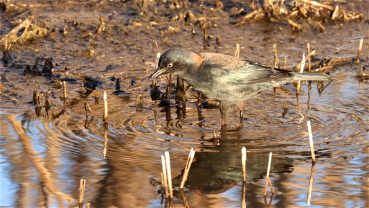 Rusty Blackbird Huron Wetland Management District South Dakota