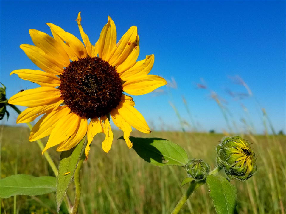 Sunflower Lake Andes Wetland Management District South Dakota photo