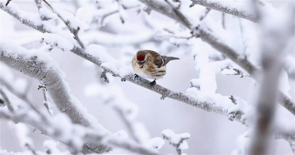 Common redpoll
