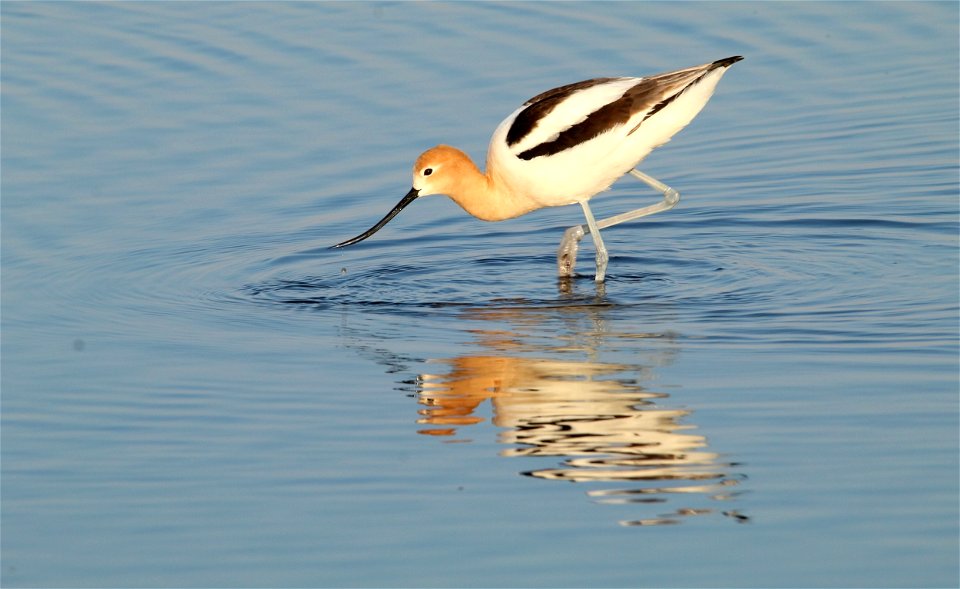 American Avocet Huron Wetland Management District, South Dakota