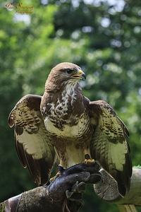 Nature common buzzard harris ' hawk photo