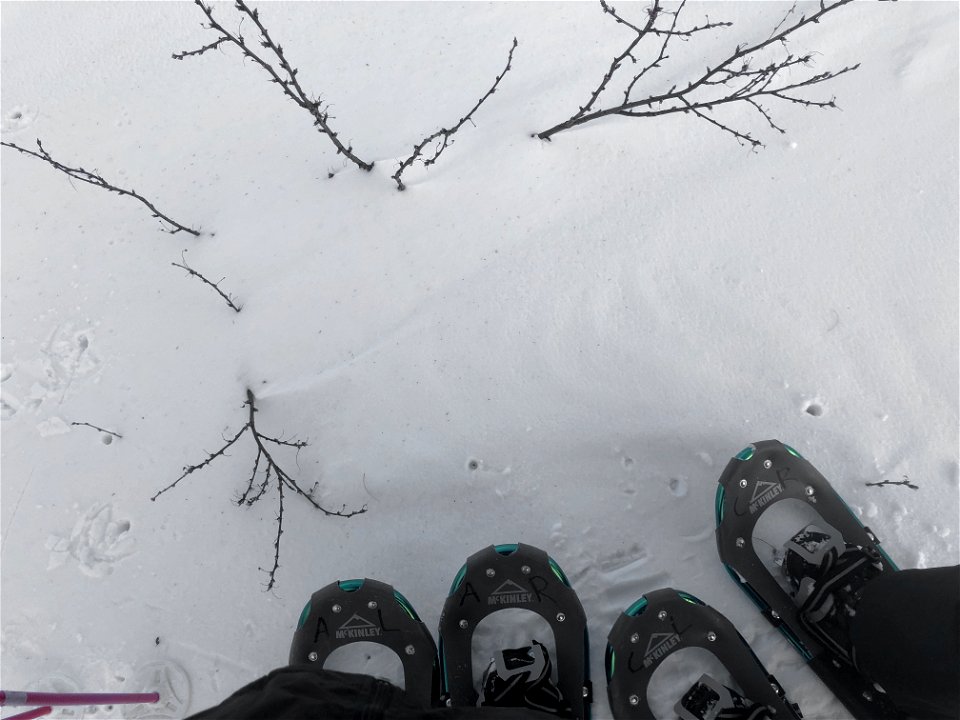 Snowshoeing Atop the Caragana