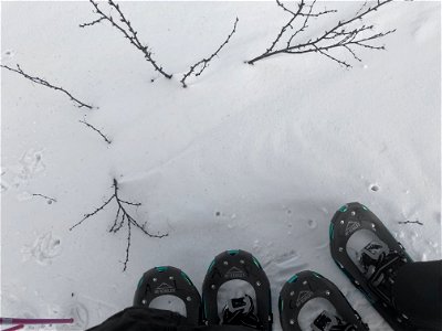 Snowshoeing Atop the Caragana