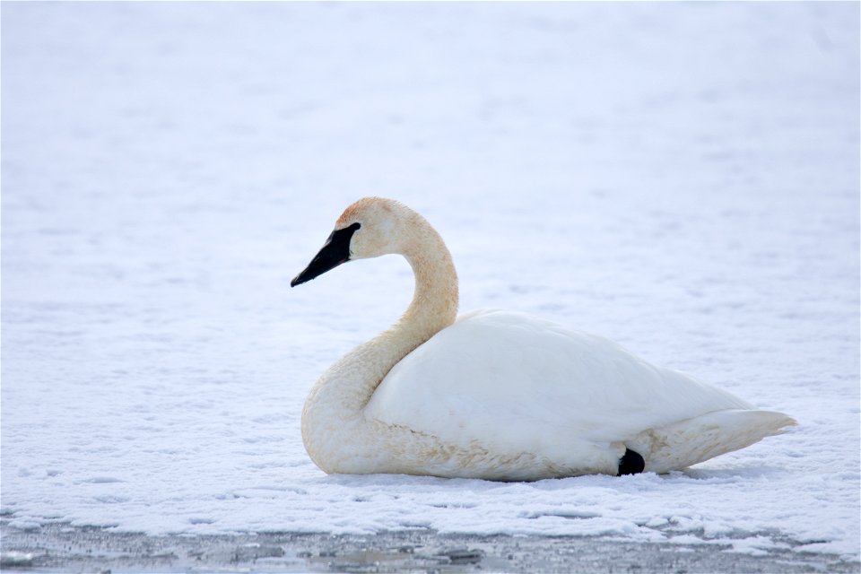 Trumpeter Swan on the National Elk Refuge