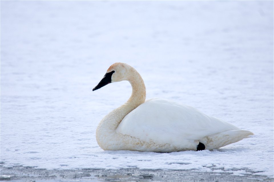 Trumpeter Swan on the National Elk Refuge photo