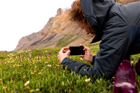 A hiker pauses in the subalpine tundra to take photos of wildflowers. photo