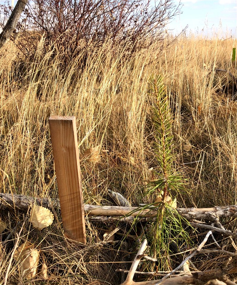 Another Fine Pine Sapling