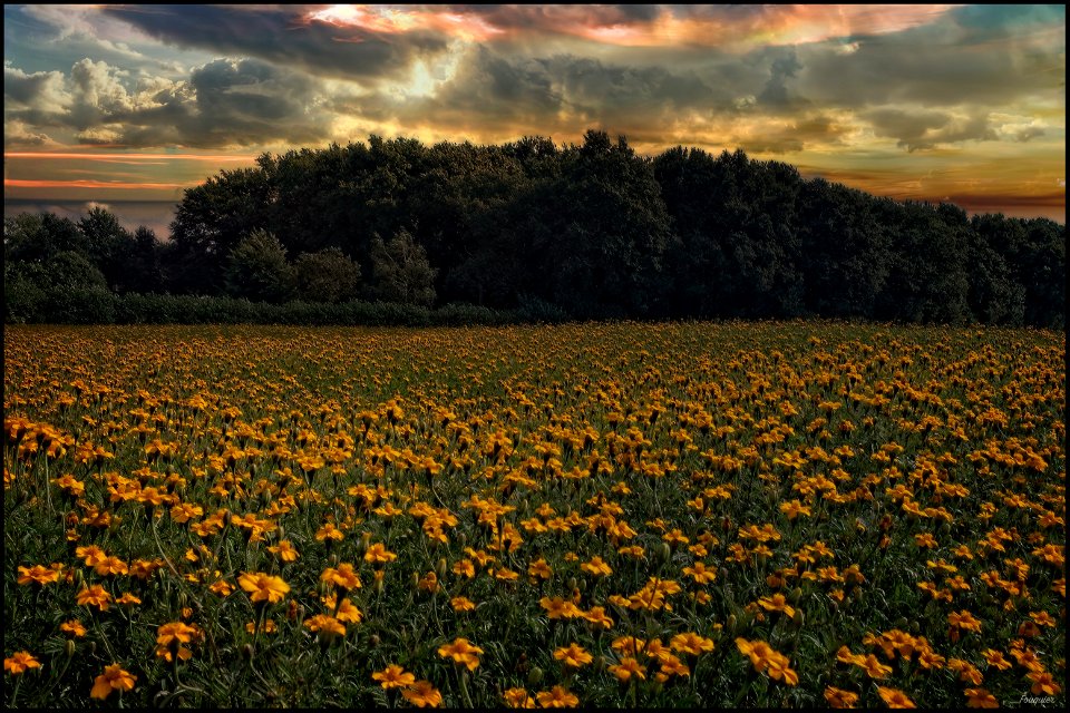 Marigold IV photo