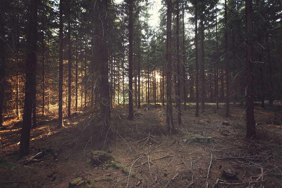 Sunlight Trough Trees photo