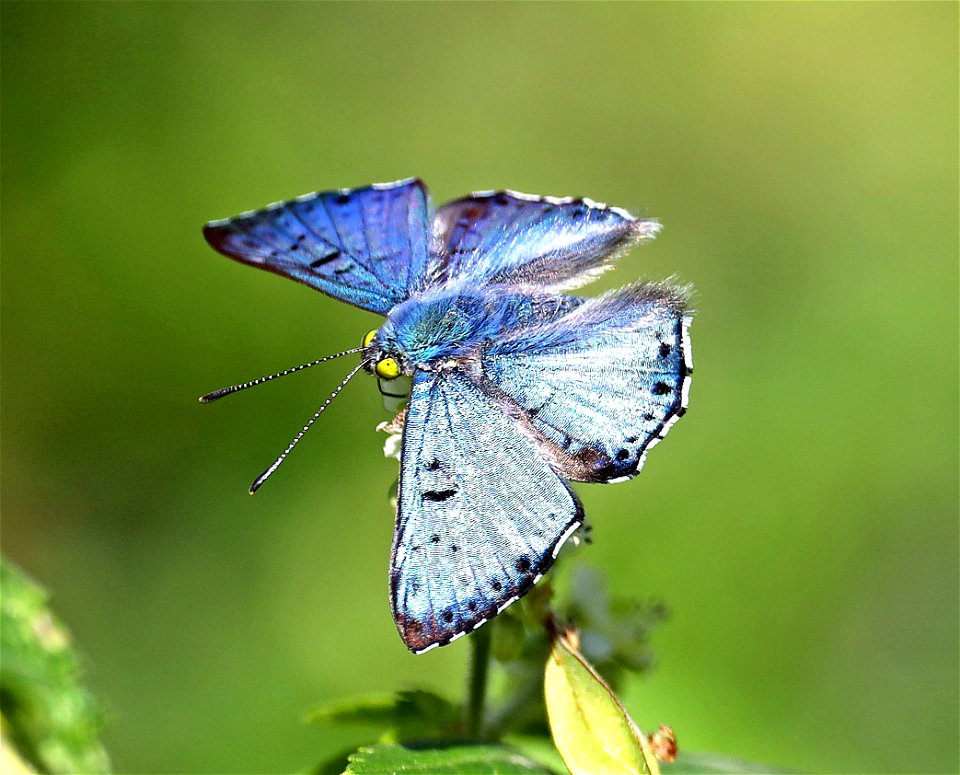 METALMARK, BLUE (Lasaia sula) (12-08-22) resaca de la palma, brownsville, cameron co, tx -05