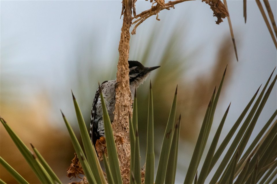 Ladder-backed Woodpecker (Dryobates scalaris)