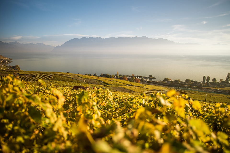 Vineyard View in the Morning