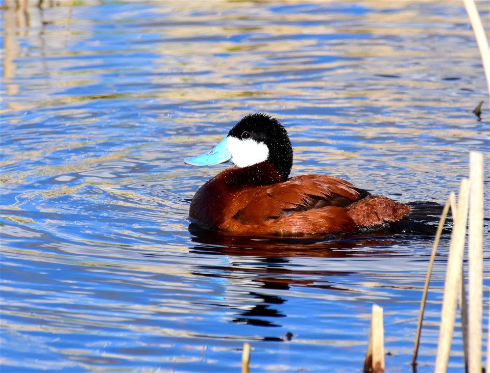 Ruddy duck at Seedskadee National Wildlife Refuge