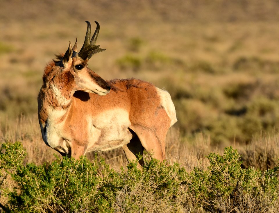 Pronghorn at Seedskadee National Wildlife Refuge
