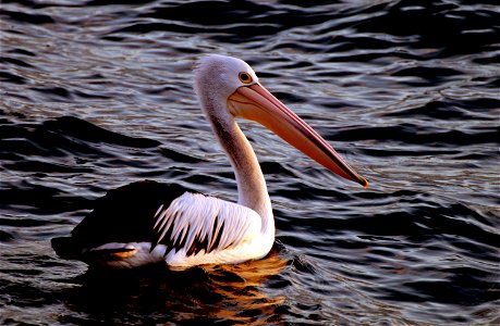 The Australian pelican. photo
