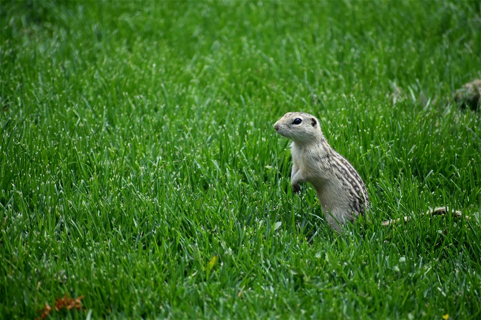 Thirteen-Lined Ground Squirrel Lake Andes Wetland Management District South Dakota