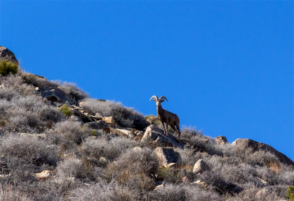 Desert Bighorn Sheep (Ovis candensis nelsoni)