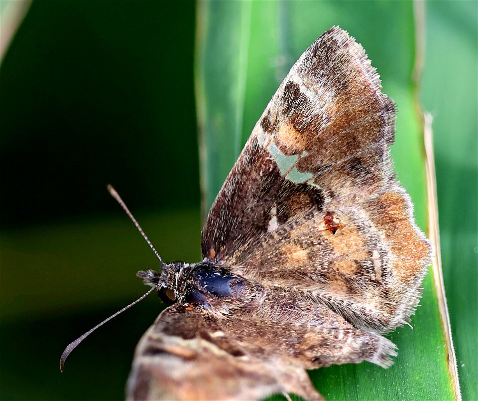 POWDERED-SKIPPER, TEXAS (Systasea pulverulenta) (01-02-2023) national buttrtfly center, palmview, hidalgo co, tx -02