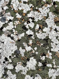 Lichen on granite rock