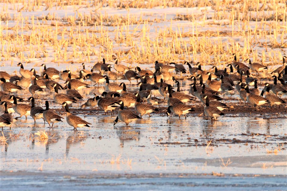 Spring Waterfowl Huron Wetland Management District