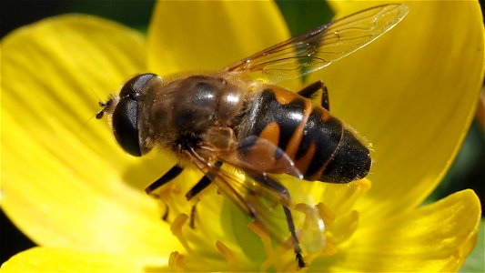 Eristalis tenax (Mistbiene, Schwebfliegenart) - Männchen auf Winterling (Eranthis hyemalis)