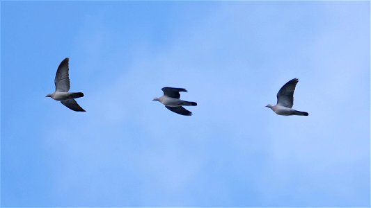 Ringeltaube - Flugstudie