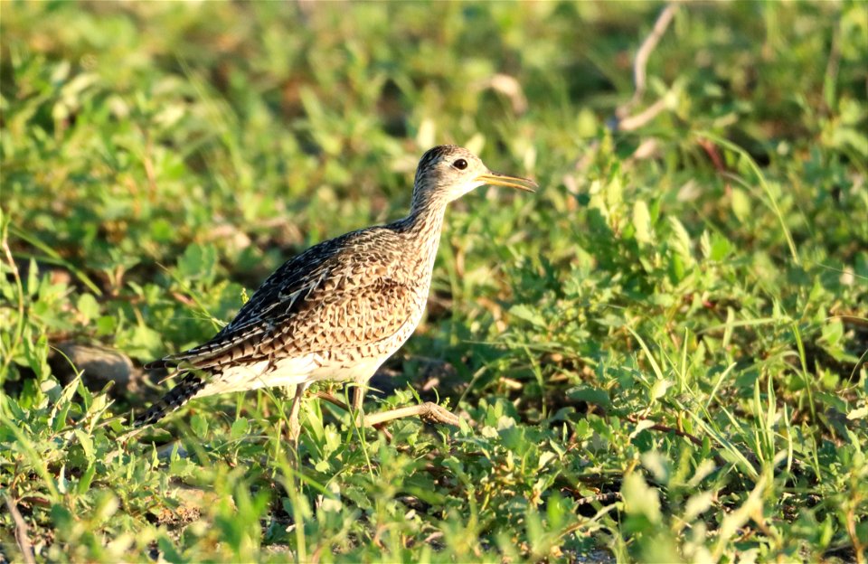 Upland Sandpiper Tewaukon National Wildlife Refuge