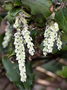 Garrya elliptica (Wavyleaf silktassel) (03-20-2022) endert's beach trail, crescent city, del norte co, ca -02