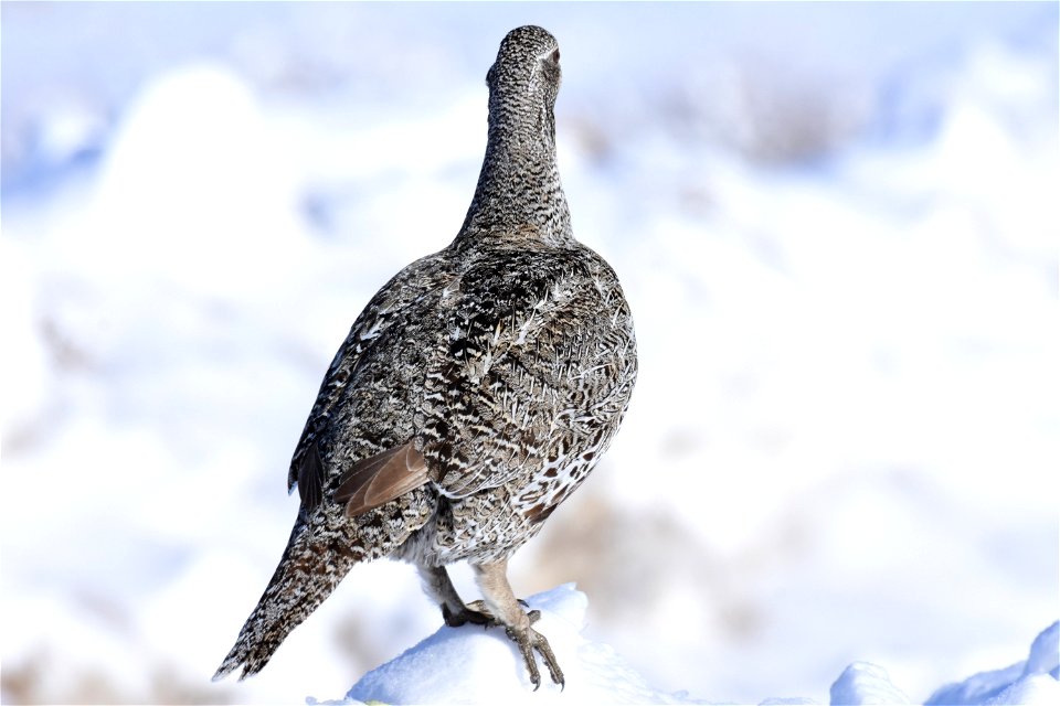 Greater sage-grouse on Seedskadee National Wildlife Refuge