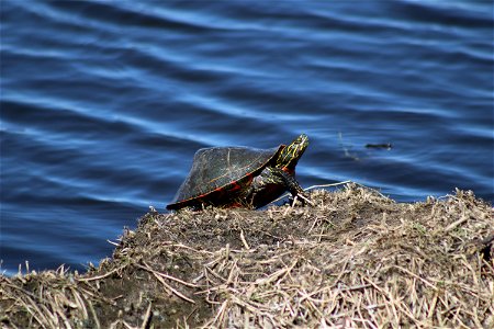 Painted Turtle Lake Andes Wetland Management District South Dakota photo